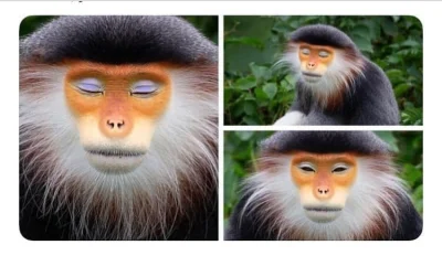 jepanseque - A ta małpa wygląda jak typowa YouTuberka robiąca tutoriale z makijażu #r...