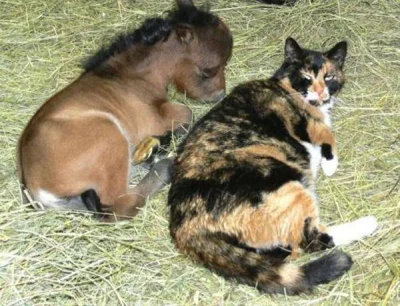 Kukigru - Wolelibyście walczyć z tysiącem koni wielkości kota czy z jednym kotem wiel...