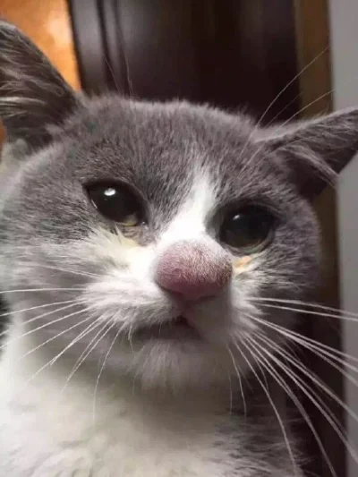 MrNice - Kot po starciu z osą ( ͡° ͜ʖ ͡°) 
#heheszki #koty #smiesznypiesek