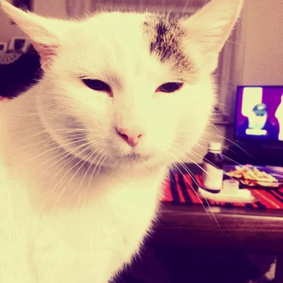 xfaraday - Moj kot wlasnie usłyszał, ze jutro poniedziałek #pokazkota #koty