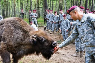 qwark - "Ale dziwny ten bizon" #humorobrazkowy #amerykanienieznajo