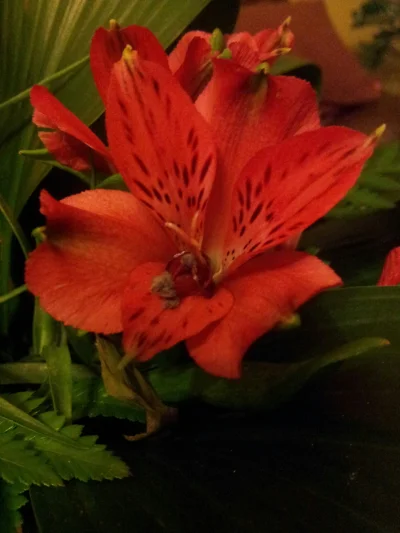 MrLokaty666 - Mirki, wiecie co to za kwiaty? 



#kwiat #rozowepaski #pomocy #pytanie