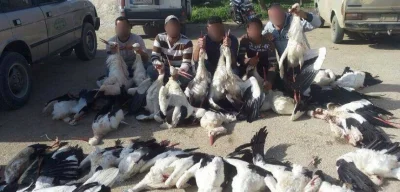 R187 - A tymczasem w Libanie bociany i inne wędrowne ptaki są mordowane w setkach szt...