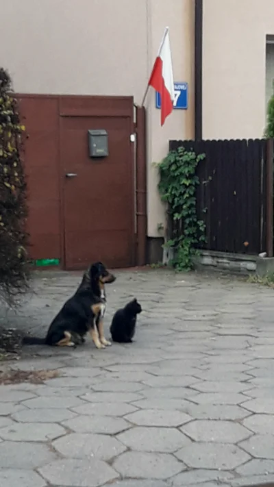 e.....8 - Czasem mijam tę parkę jadąc do pracy. Nie wiem czemu, ale bardzo poprawiają...