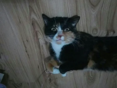 kacperski1 - to mój kot