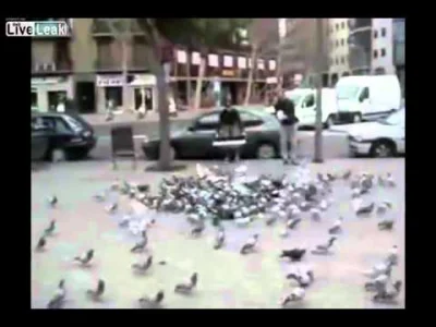 starnak - @shitman6: łapanie gołębi w mieście