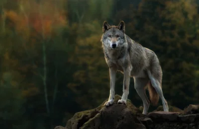 Wulfi - Pasuje na tapetę pulpitu.

#wilk #wilki #zwierzeta #tapeta #zwierzaczki #sm...