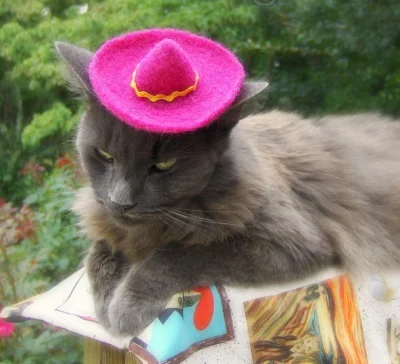 Oszaty - Dziś zdjęcia #sombrerocats w moherowym #sombrero 

#koty #zwierzaczki