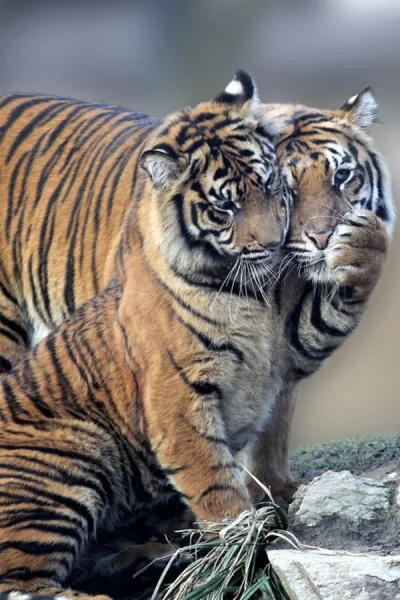 C.....r - #tygrys #tygrysy #zwierzaczki #duzekoty