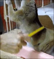 p.....a - #gif na #dobranoc



#zwierzaczki