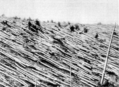 Cz_zalajk - Syberia 1908 rok - zniszczenie 9 milionów drzew w promieniu 40 km, łuna ś...