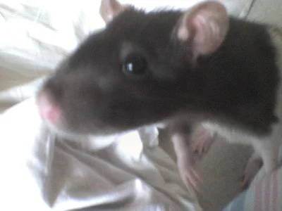 Justyna712 - Zdjęcie sprzed kilku lat. :) #pokazszczura #zwierzaczki #szczur #szczury