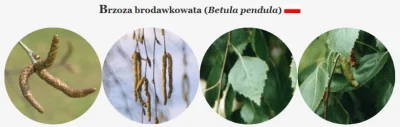 p.....2 - #polskiedrzewa

Nareszcie na liście pierwsze polskie drzewo w tagu! ( ͡° ...