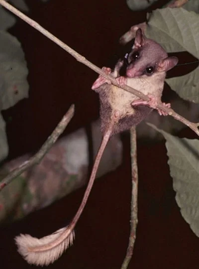 nasedo - Ogonopiór uszasty - Niewielki ssak przypominający wyglądem wiewiórkę. Jest j...
