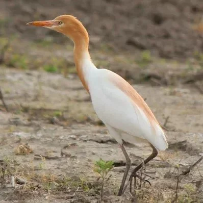 DuchBieluch - Czapla złotawa (Bubulcus ibis) – gatunek ptaka pierwotnie występujący n...
