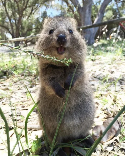 mfek00 - Pyzata buzia na piątkowe popołudnie
#quokka #quokkanadzis #zwierzaczki