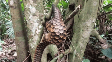 j.....n - #smiesznypiesek #pangolin #zwierzaczki 

Pangolinek podczas wspinaczki