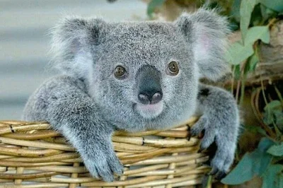 Najzajebistszy - Koala do jutrzejszej święconki. ʕ•ᴥ•ʔ

#koala #koalowabojowka #zwier...