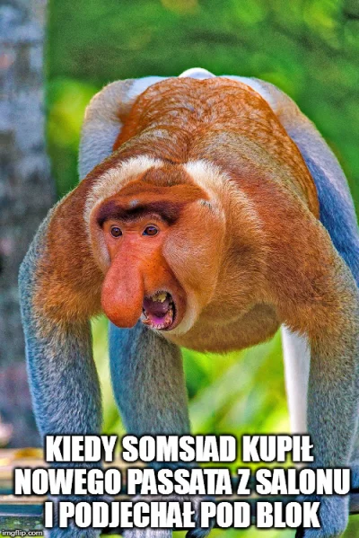 robertoskit - #heheszki #nosaczsundajski #polak #passat