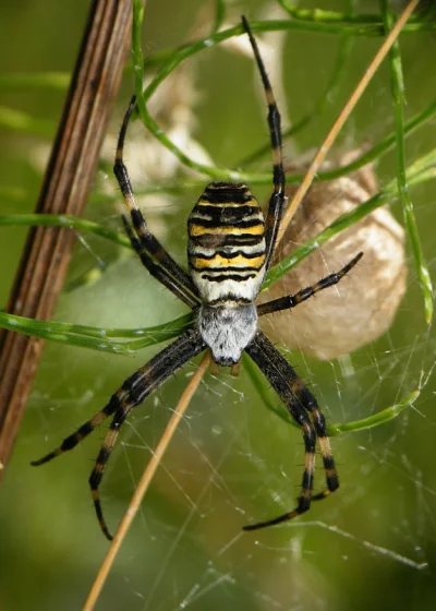 Than - Najgrożniejszy w Polsce pająk to tygrzyk. Z tym, że nawet on przyprawia co naj...
