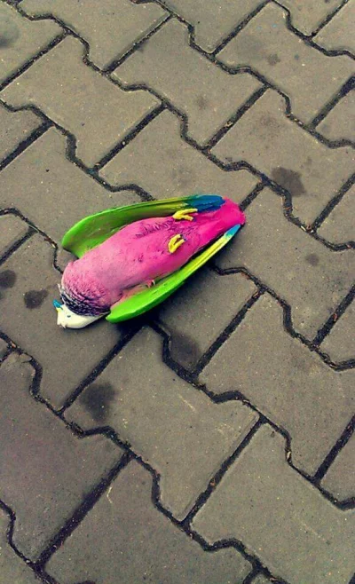 wujogm - Jakiś artysta w moim mieście pomalował zdechłego gołębia XD #golomp #sztuka ...