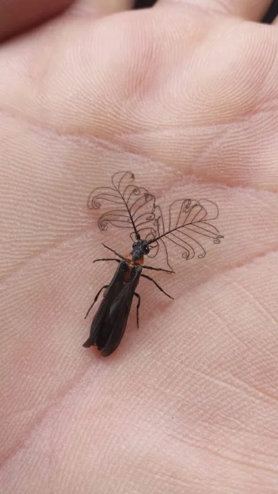 AerandirNarsil - Dzień dobry, jestem chrząszczem 
Glowworm beetle from the Phengodid...