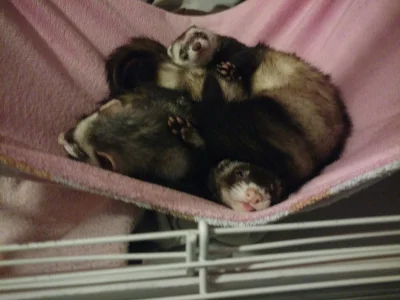 Zkropkao_Na - Hjuman. Halp.
#pokazfretke #fretki #fretka #zwierzaczki #smiesznypiesek...