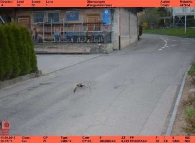 kicek3d - @VascoDeGamer: W Szwajcarii kaczka złapała się na fotoradar, 52 km/h przy o...