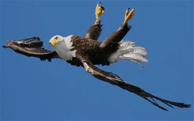 K.....e - The Retarded Eagle