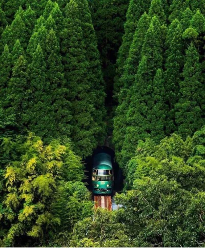 WuDwaKa - Yufuin no Mori wyjeżdżający z tunelu w otoczeniu lasu (｡◕‿‿◕｡)
#las #pocia...