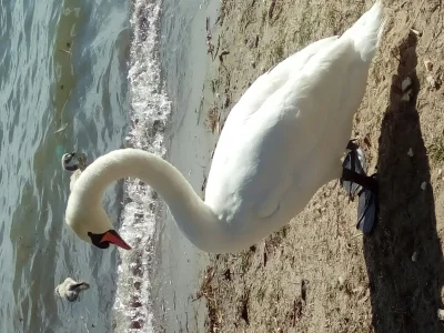 HaDwaO - #szczecin
Szczecińska plaża ma dziś specjalnych gości.