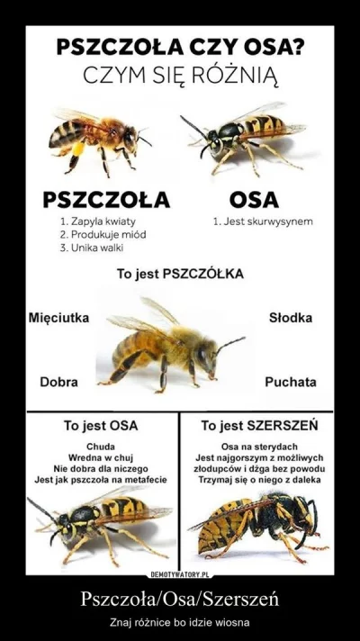 Borsuk_Europejski - Pszczółki omijamy.