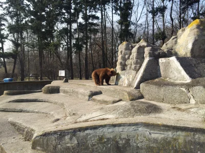 dziabs - Miś w #warszawa przy Parku Praskim #zoo #zwierzeta