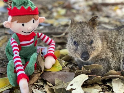 mfek00 - Kuoczka właśnie mówi pomocnikowi Mikołaja, czego pragnie na święta
#quokka ...