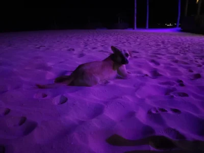 Catch_UP - Plusujcie nocnego przyjaciela piesela który drinkuje z nami na plaży