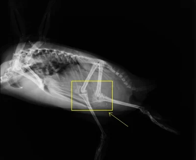 BlackPoint - #ciekawostki #rentgenboners

Najwyraźniej #pingwiny mają kolana wewnąt...
