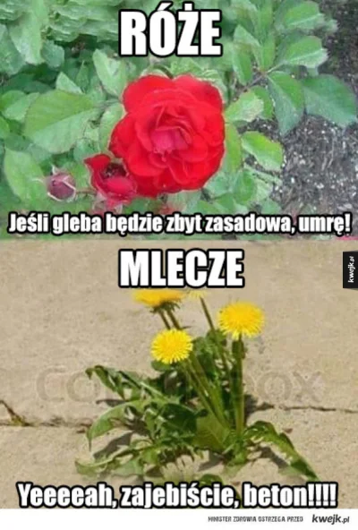 simperium - Że niby w takim miejscu nic nie wyrośnie? Poczekajcie parę lat ( ͡° ͜ʖ ͡°...