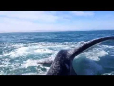 tmsz - Waleń bije #zwierzaczki #zwierzeta #wieloryby