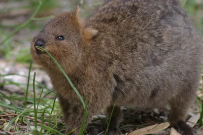 robincaraway - #quokkanadzis

wołam do kuoki @GraveDigger: @DannyMurillo: @encorele...