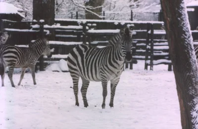 paramyksowiroza - Na ochłodę - zebra na śniegu
#upal