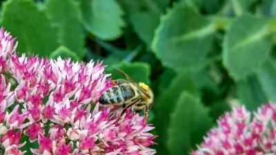 3Xpro - Wczorajszy pstryk, strasznie ruchliwe te pszczoły :P Zdjęcie prosto z telefon...