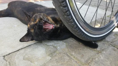 MoraK - Krwawy atak niebezpiecznego nietoperza na biedny rowerek :(
#pokazkota #koty ...