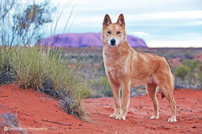 GraveDigger - #dziendobry mircy.
Dziś pozdrawia was dingo australijski (Canis dingo)...