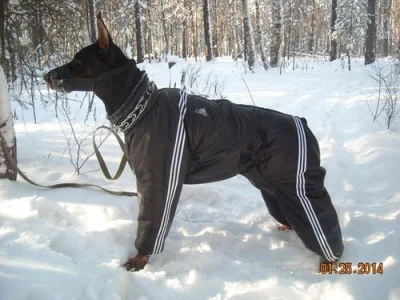 Kulavvy - Prawilny pies

#heheszki #humorobrazkowy #adidas #fituje? #psiamoda