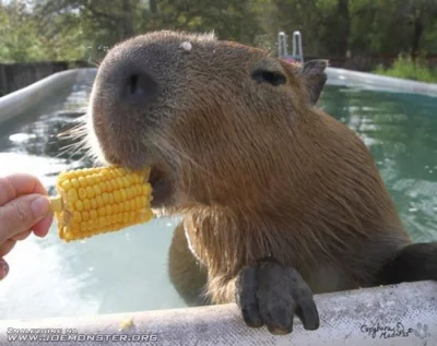 piwniczne_widziadlo - Dzień dobry (｡◕‿‿◕｡)

#smiesznypiesek #kapibara