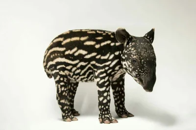 dondon - Tapir czaprakowy (Tapirus indicus). Zwierzęta zagrożone, żyją w Azji Południ...