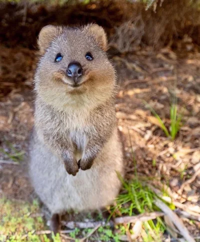 aloszkaniechbedzie - #dziendobry #quokka #quokkanadzis #zwierzaczki