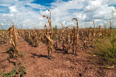 impulse101 - Rysunek 7. Pole kukurydzy w czasie suszy (Texas, 2013). Zdjęcie Boba Nic...