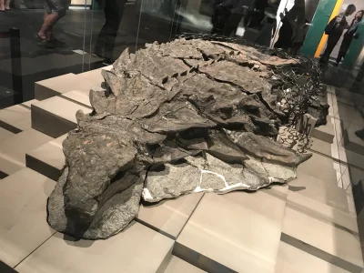 Chory_Wegorz - Odkryta w 2017 r. skamielina Borealopelta - dinozaura z rodziny Nodoza...