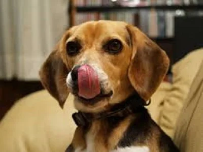 asid-lop - How Beagle can be your favorite dog
http://everythingpro.org/beagles-hist...